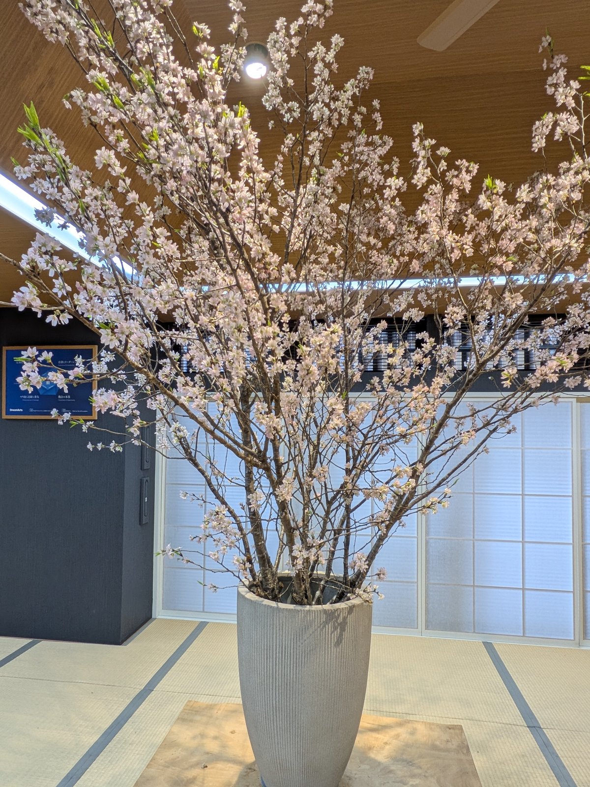 啓翁桜